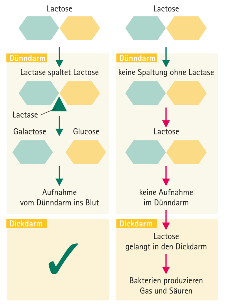 Grafik Lactase spaltet Lactose in Galactose und Glucose